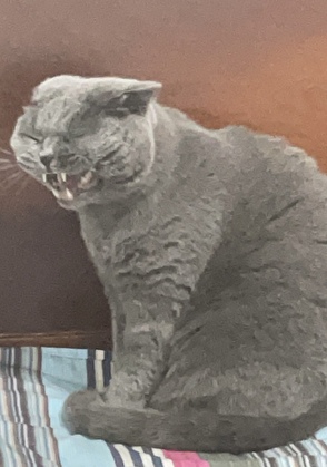 穿成动物后,被叼住了后颈!